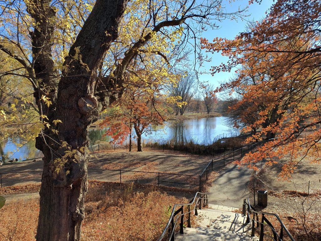 Color photograph of a body of water surrounded by trees in fall colors. There are two large trees in the foreground and stairs on the left leading down to a path with a railing running alongside. On the right next to the water stand a few Canada geese.